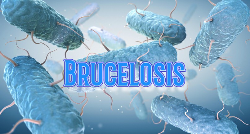 3brucelosis.jpg